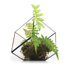 Geometric Glass Terrarium