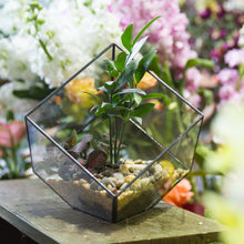 Geometric Glass Terrarium