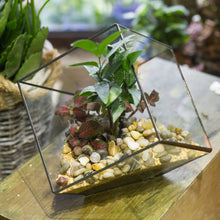 Geometric Glass Terrarium